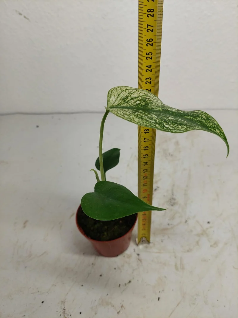 Monstera Devil Monster