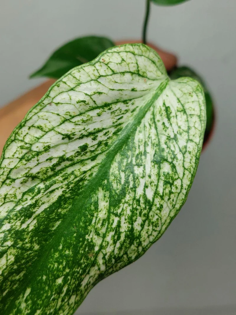Monstera Devil Monster