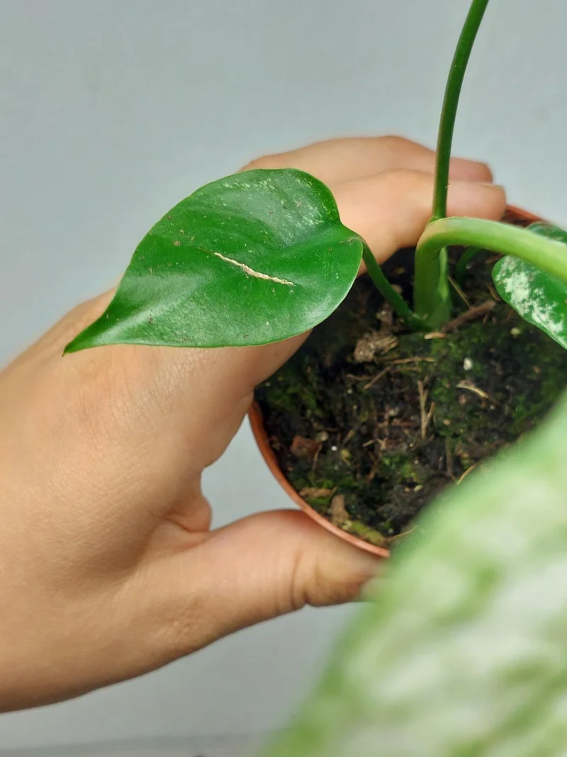 Monstera Devil Monster