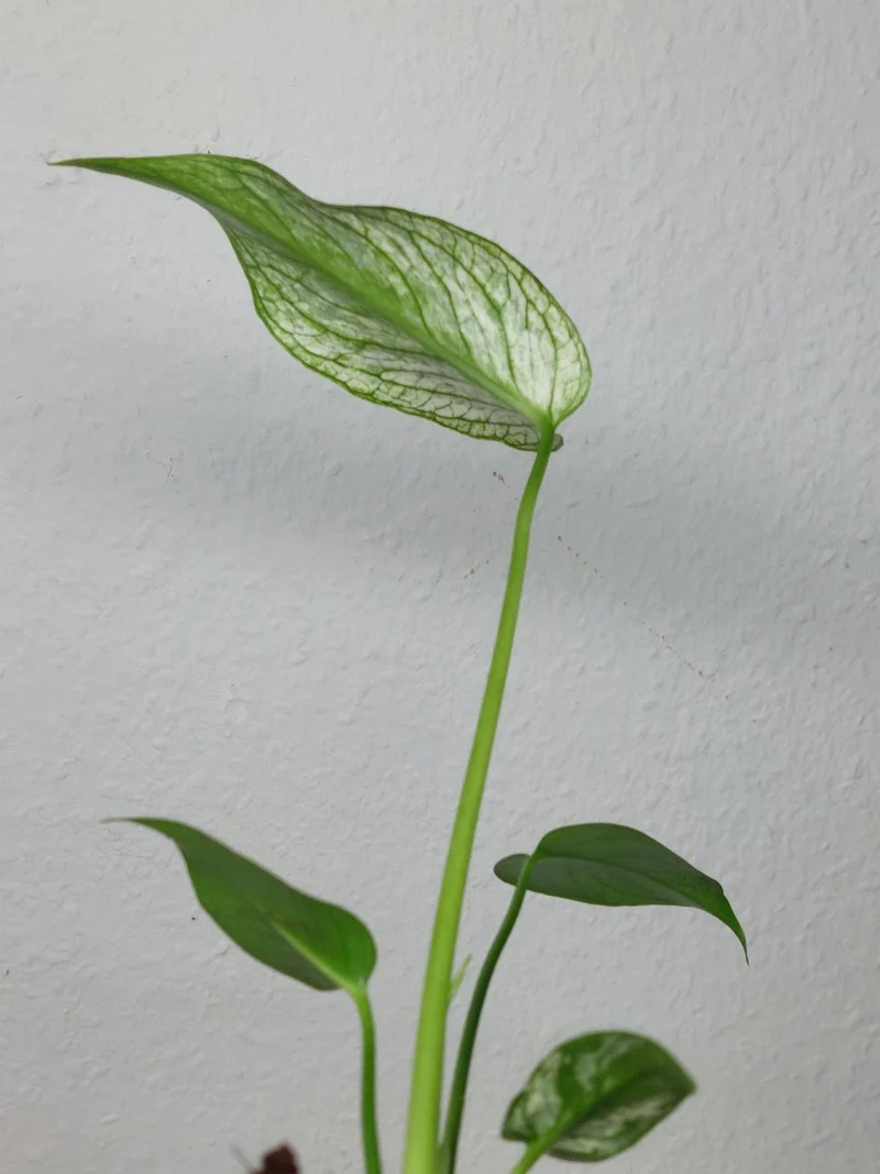 Monstera Devil Monster