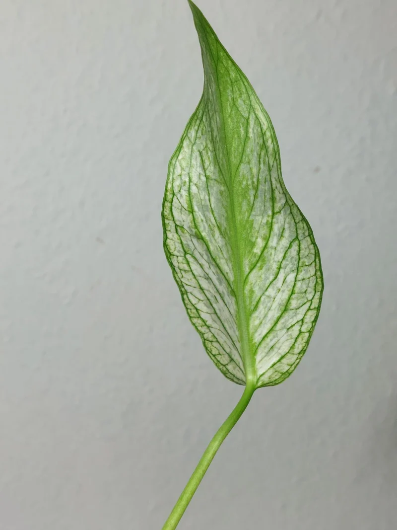 Monstera Devil Monster