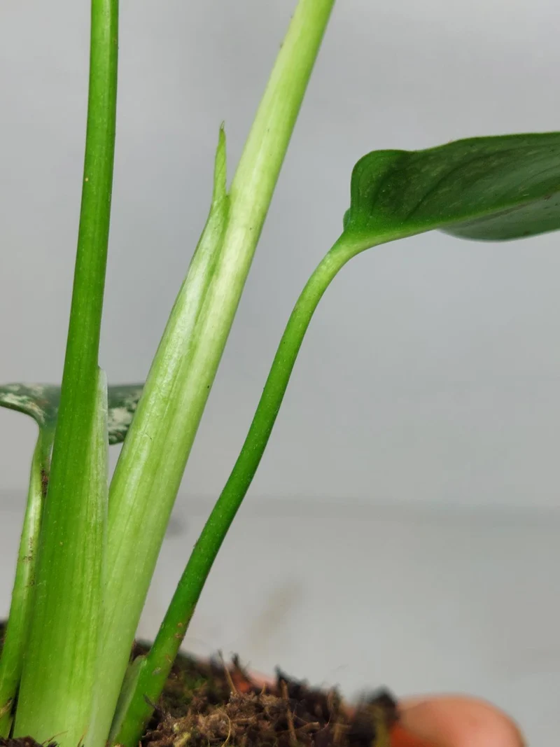 Monstera Devil Monster