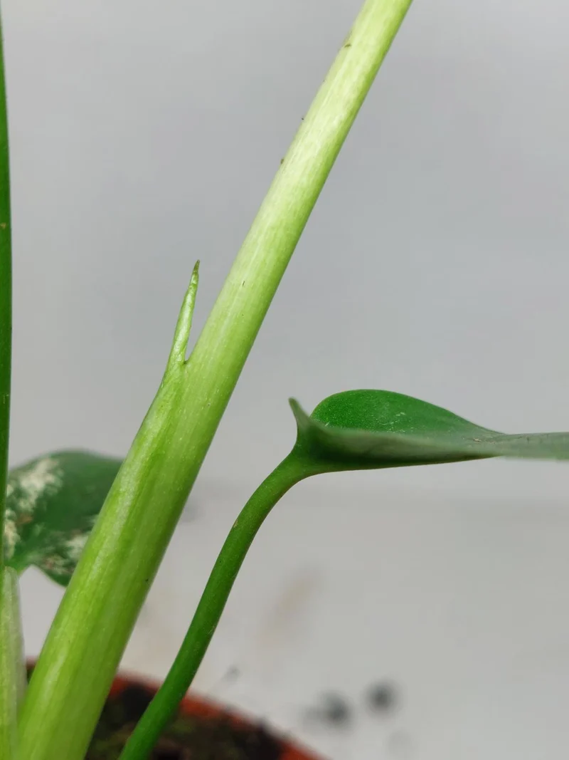 Monstera Devil Monster