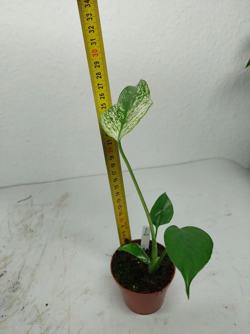 Monstera Devil Monster