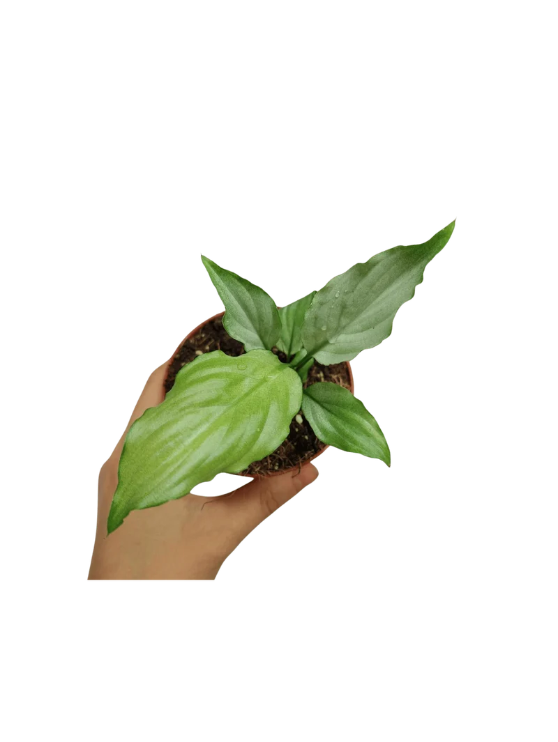 Spathiphyllum Blue Ice