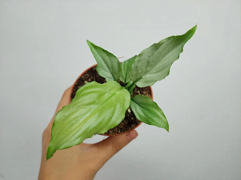 Spathiphyllum Blue Ice