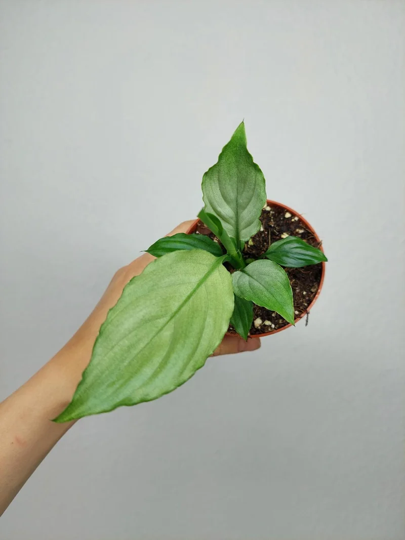 Spathiphyllum Blue Ice