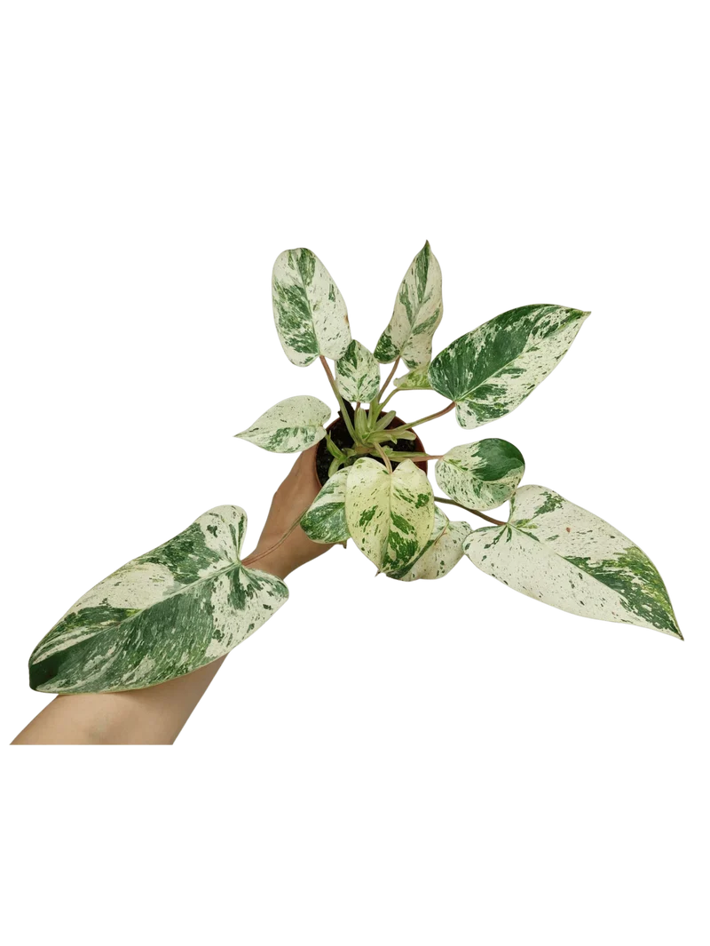 Philodendron Emerald Queen
