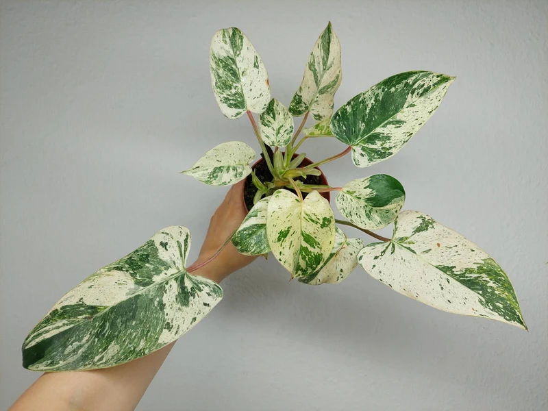 Philodendron Emerald Queen