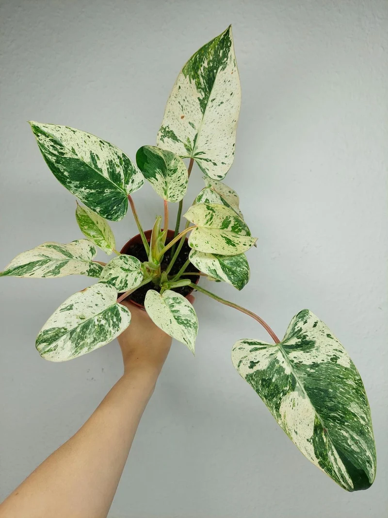 Philodendron Emerald Queen