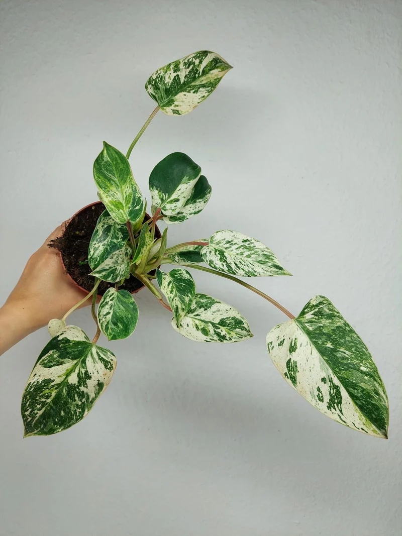 Philodendron Emerald Queen