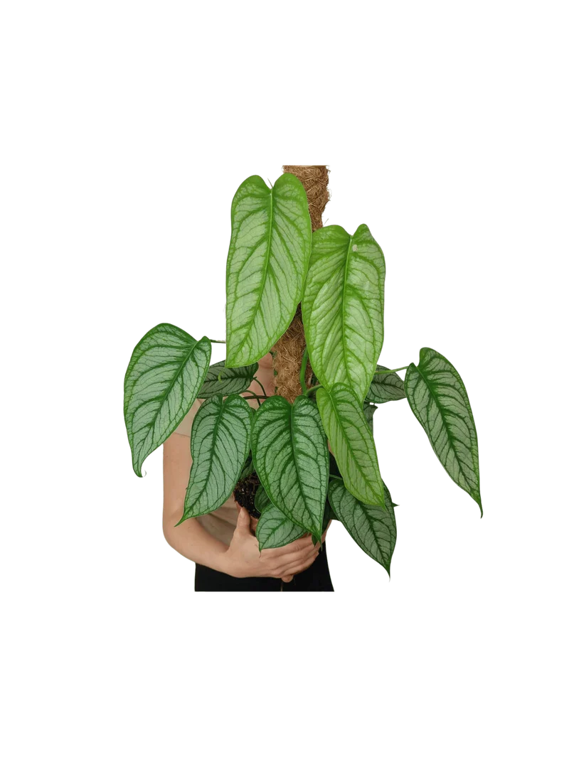 Monstera Siltepecana El Salvador buschig