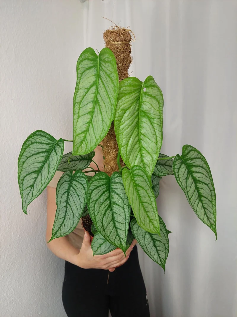 Monstera Siltepecana El Salvador buschig