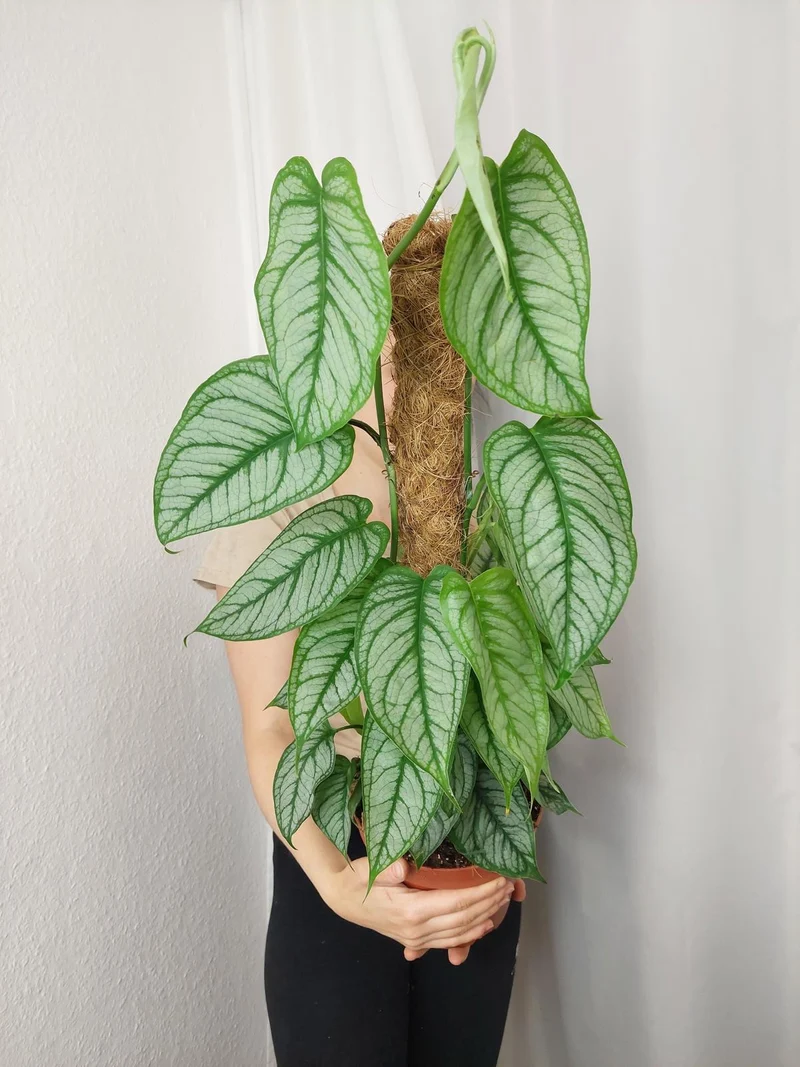 Monstera Siltepecana El Salvador buschig