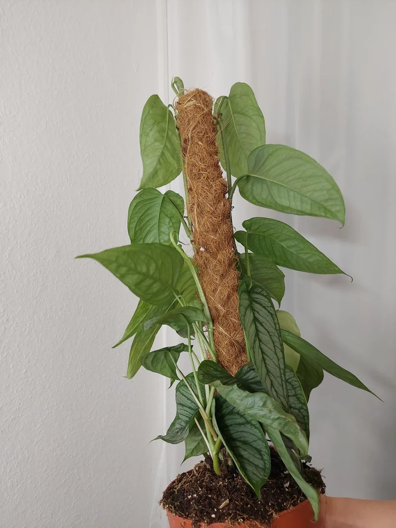 Monstera Siltepecana El Salvador buschig