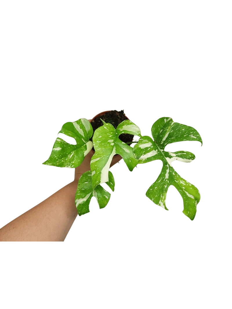 Monstera Minima (Raphidophora Tetrasperma) Thai Constellation