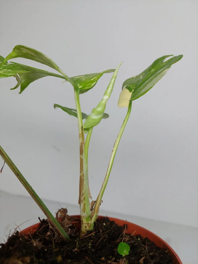 Monstera Minima (Raphidophora Tetrasperma) Thai Constellation