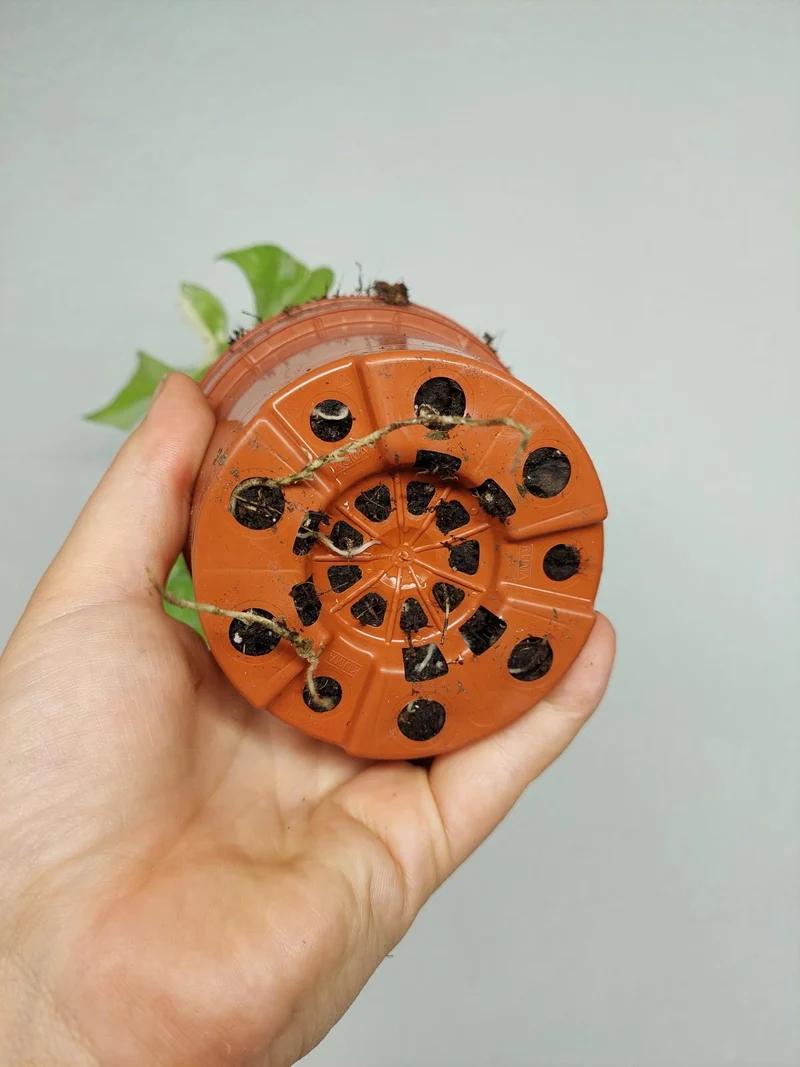 Monstera Minima (Raphidophora Tetrasperma) Thai Constellation