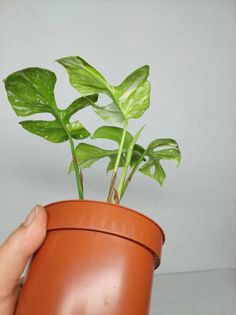 Monstera Minima (Raphidophora Tetrasperma) Thai Constellation