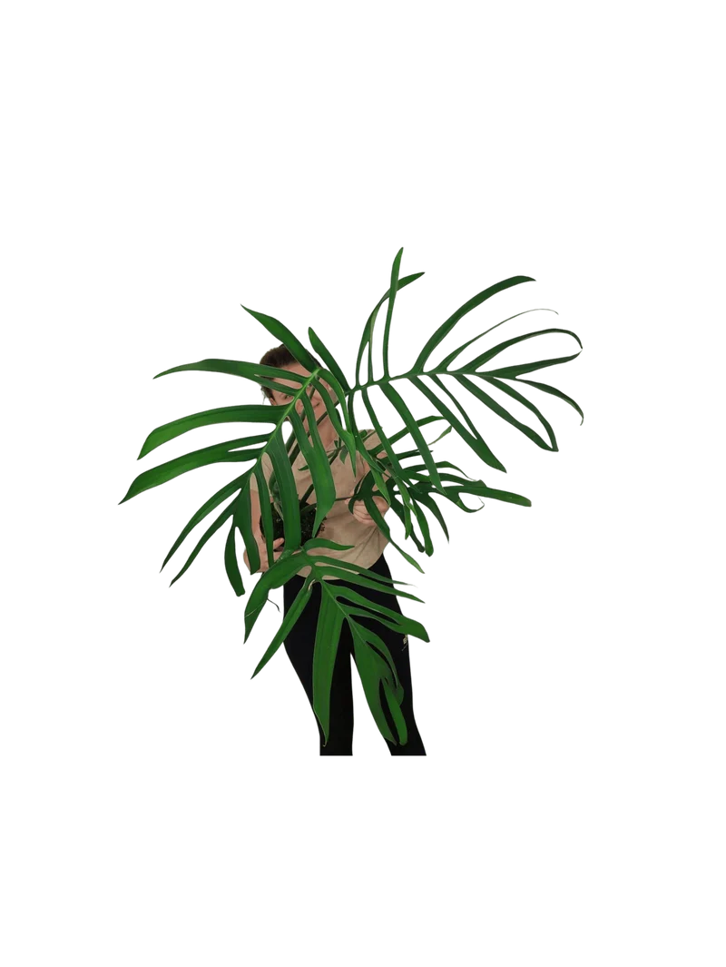 Monstera Croatii XXL