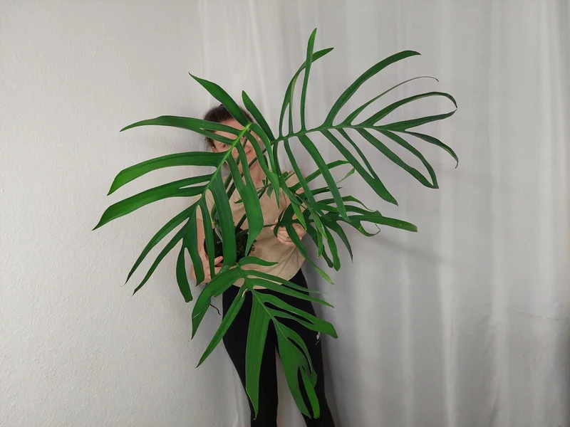 Monstera Croatii XXL