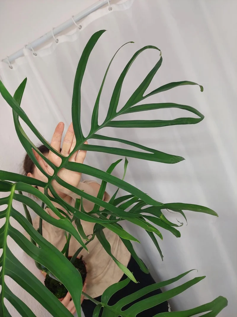 Monstera Croatii XXL