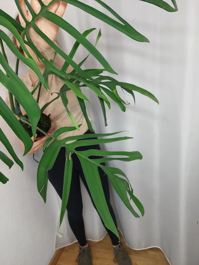 Monstera Croatii XXL