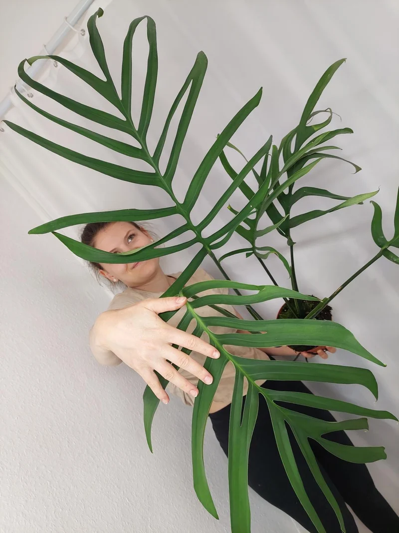 Monstera Croatii XXL