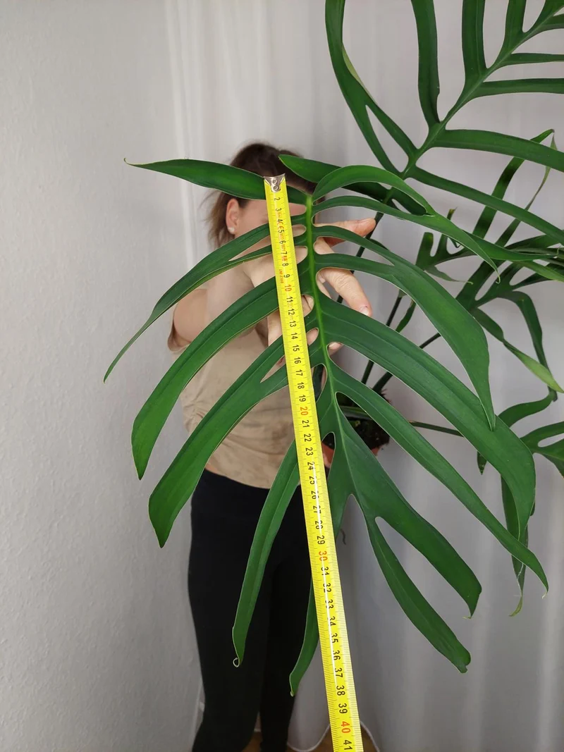 Monstera Croatii XXL