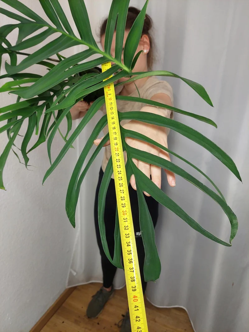 Monstera Croatii XXL