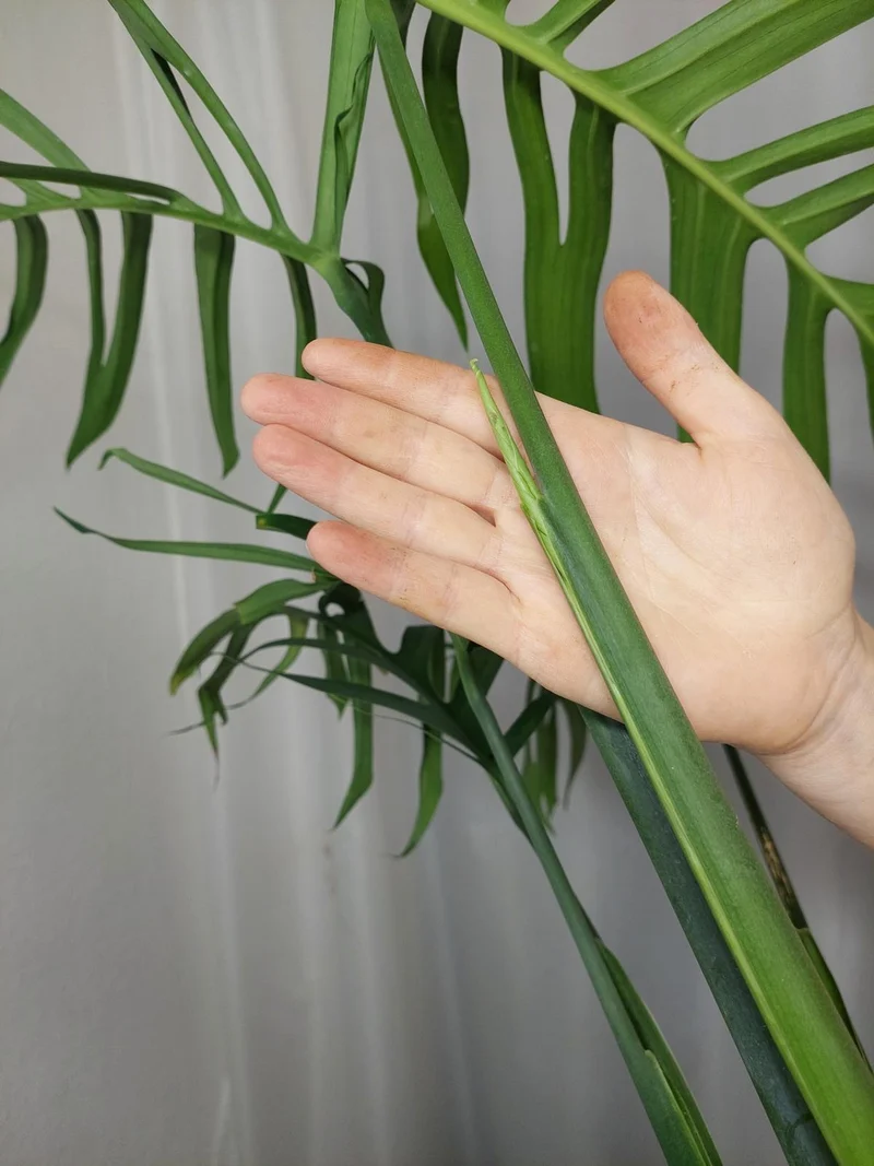 Monstera Croatii XXL