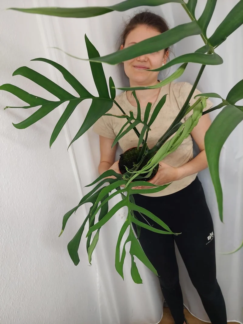 Monstera Croatii XXL