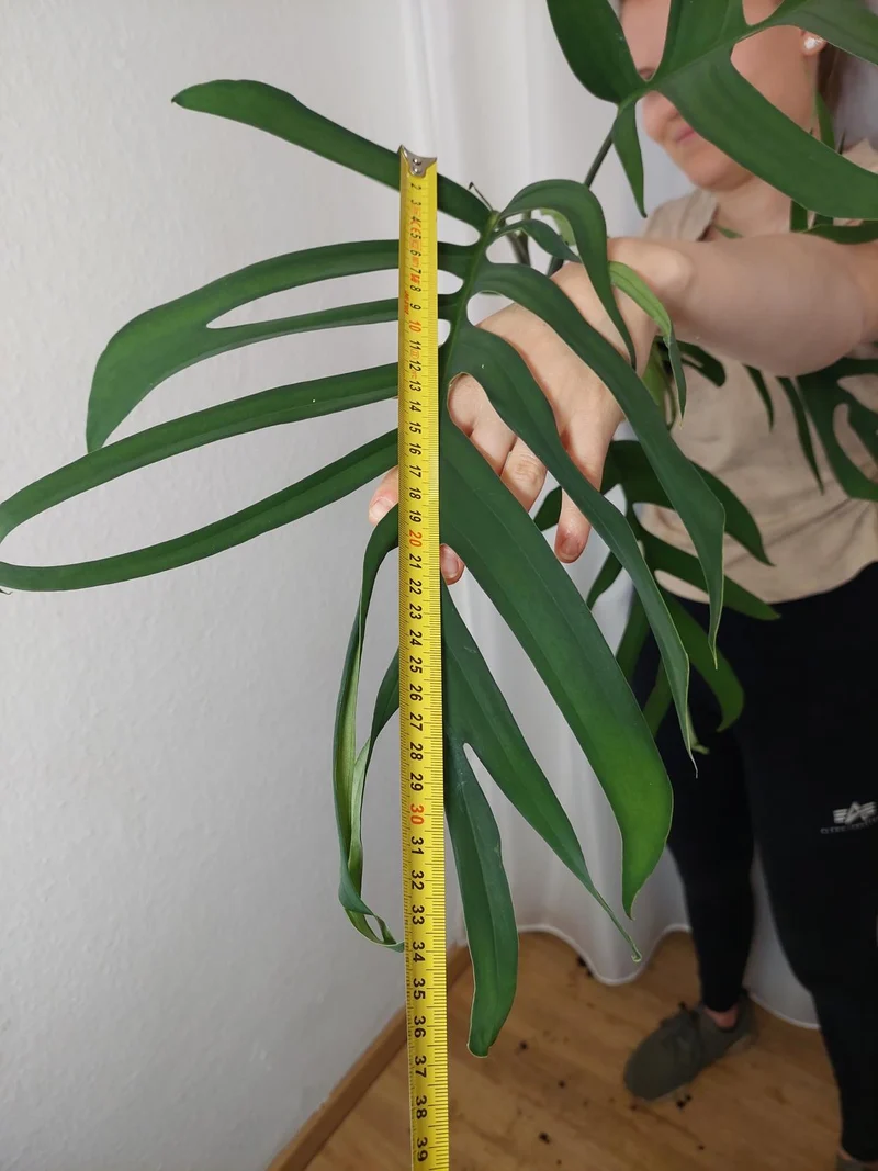 Monstera Croatii XXL