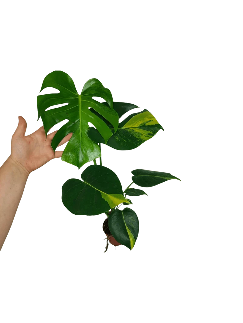 Monstera Aurea Yellow Marilyn