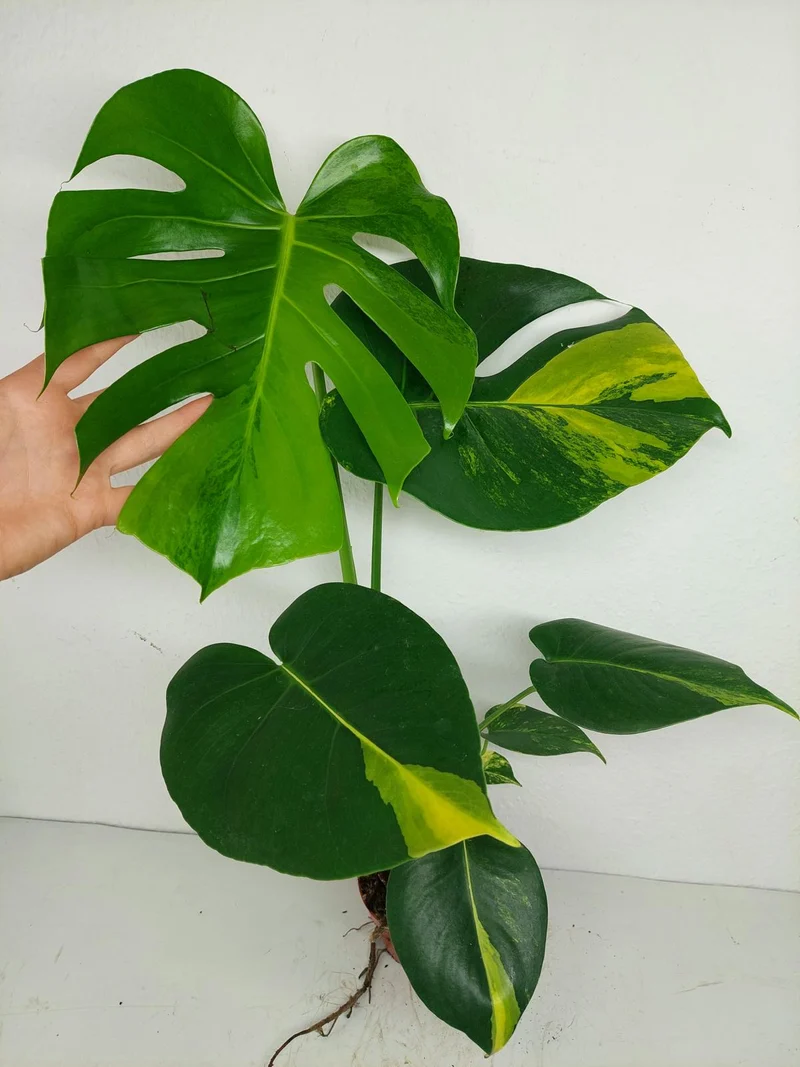Monstera Aurea Yellow Marilyn