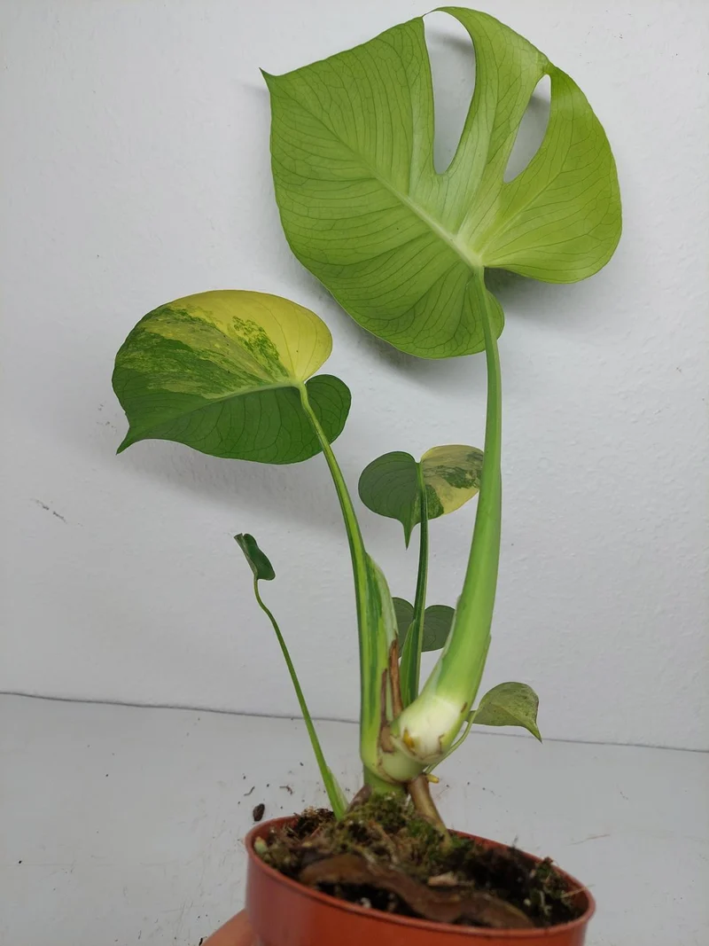Monstera Aurea Yellow Marilyn
