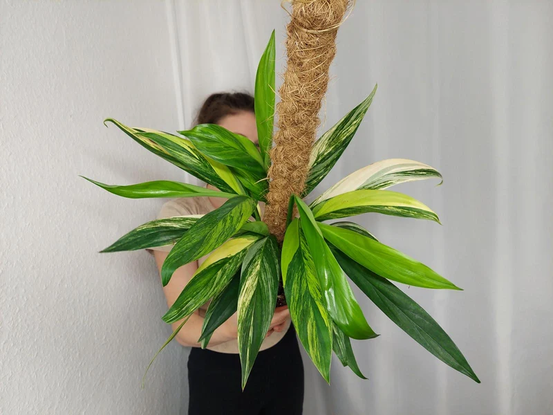Epipremnum Amplissimum Aurea buschig
