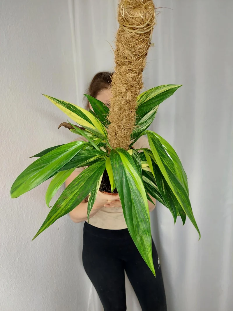 Epipremnum Amplissimum Aurea buschig