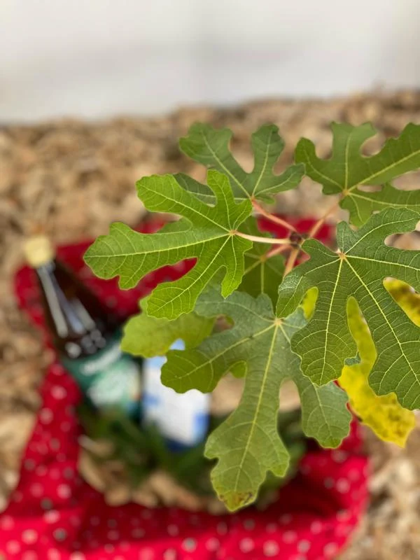 Geschenkbox „Feigenbaum“