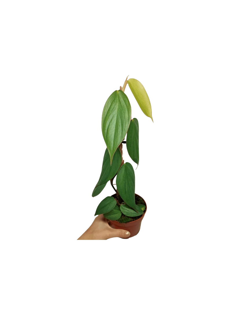 Philodendron no ID