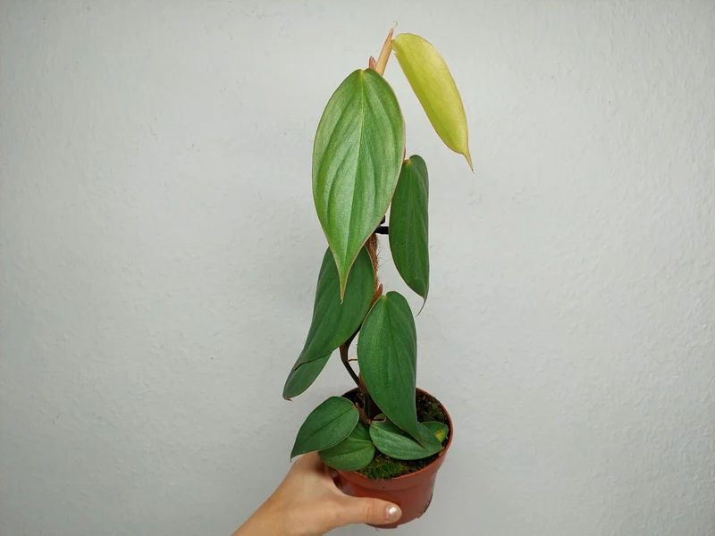 Philodendron no ID