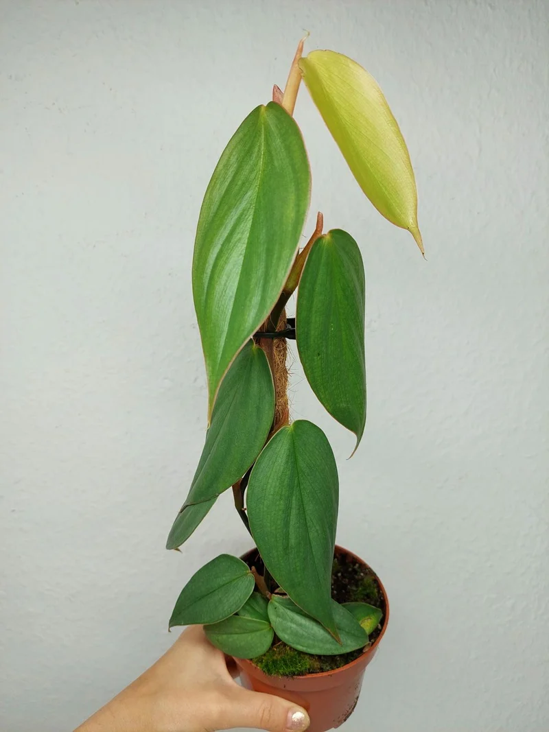 Philodendron no ID