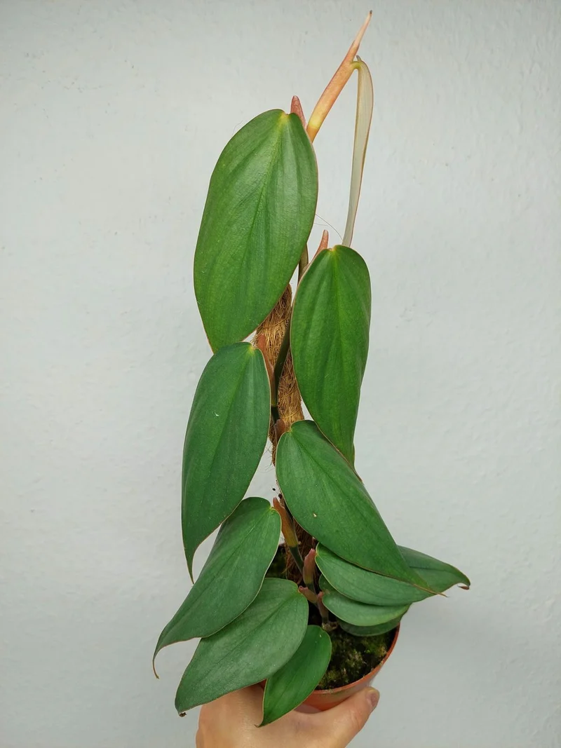 Philodendron no ID