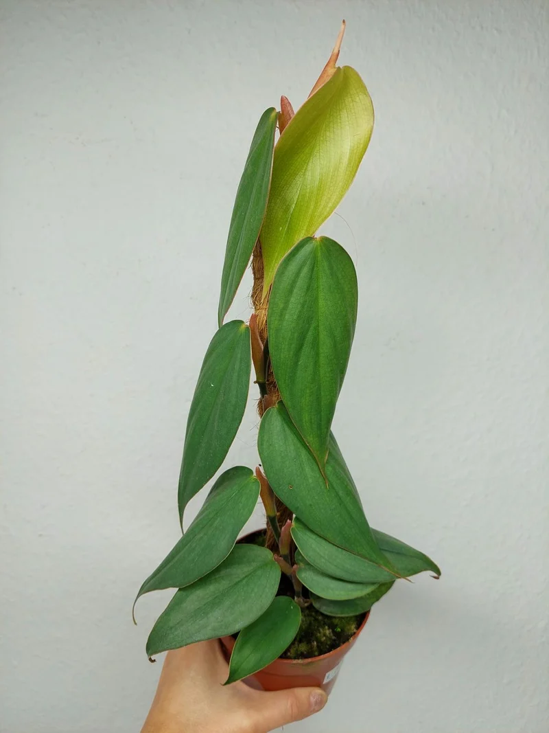 Philodendron no ID