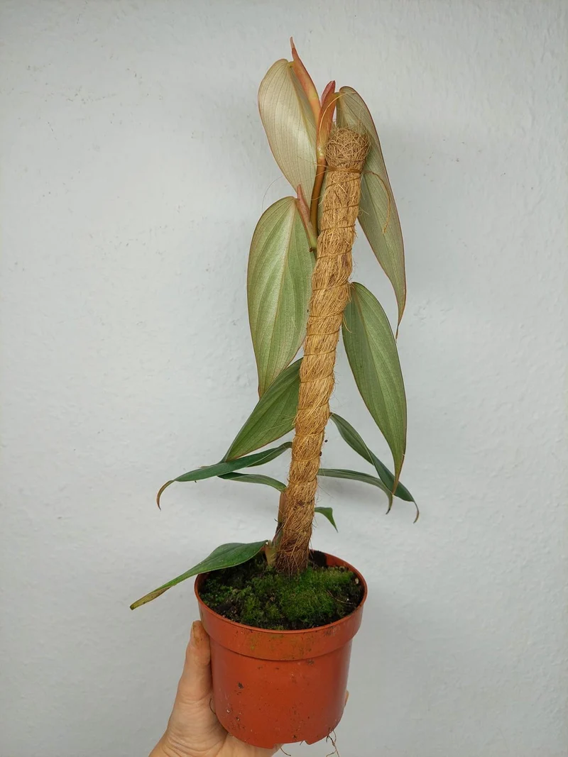 Philodendron no ID