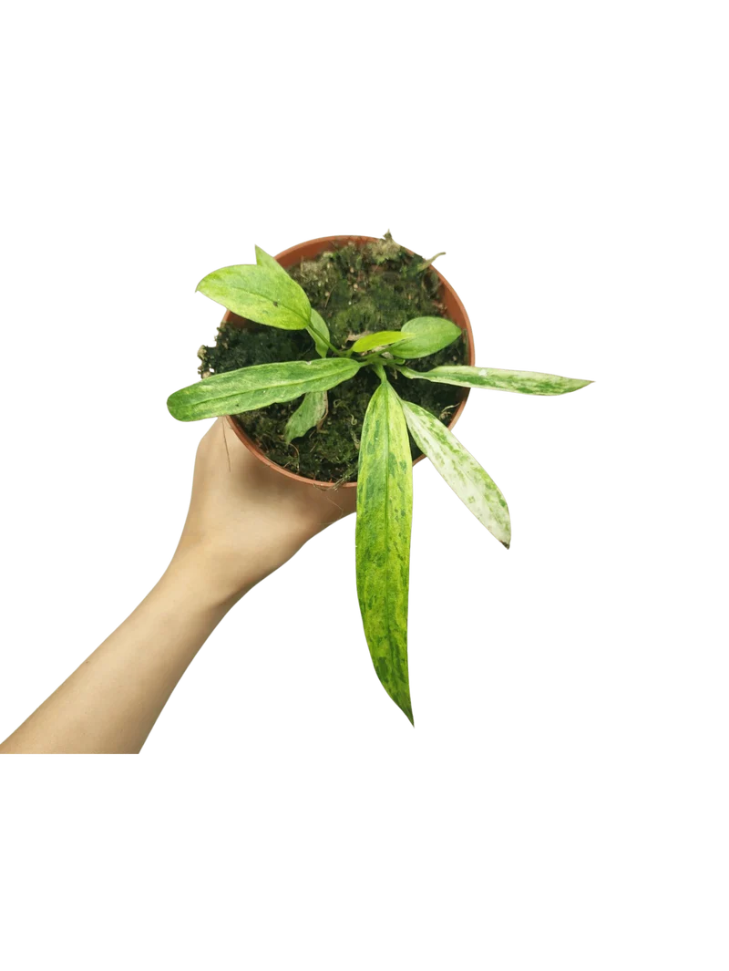 Anthurium Vittarifolium Aurea Variegata