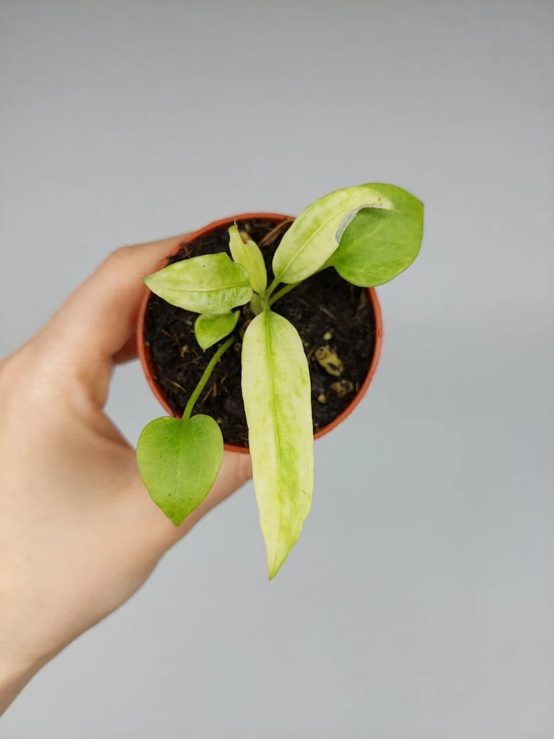 Anthurium Vittarifolium Aurea Variegata