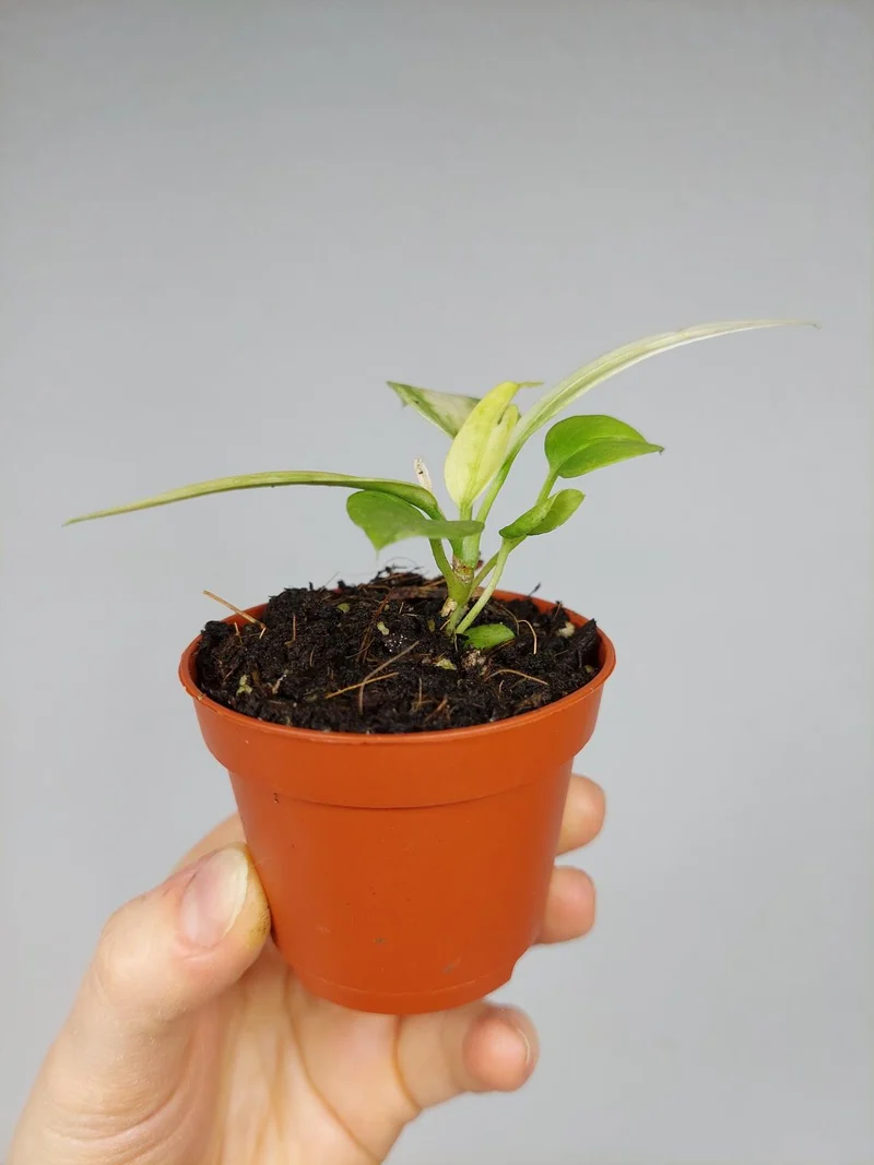 Anthurium Vittarifolium Aurea Variegata