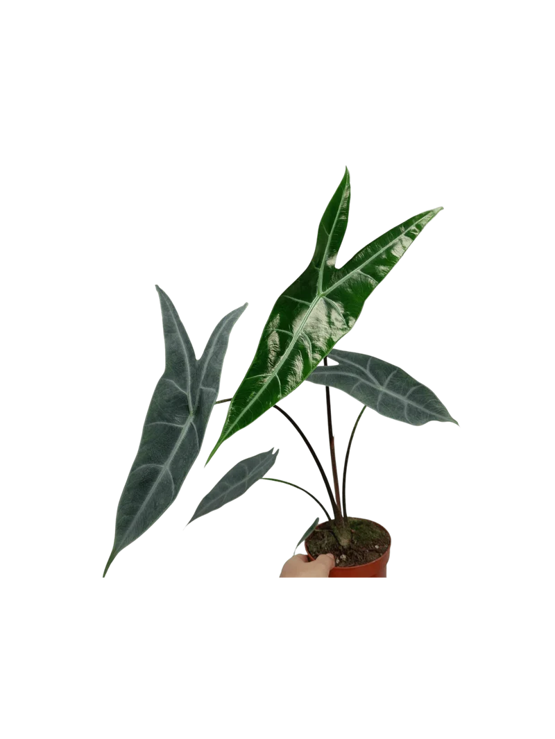 Alocasia Longiloba Silver