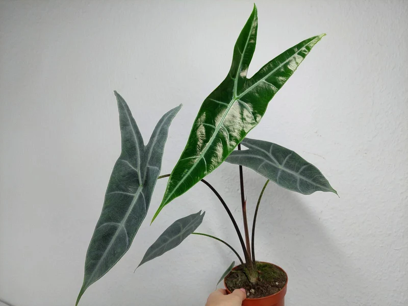 Alocasia Longiloba Silver